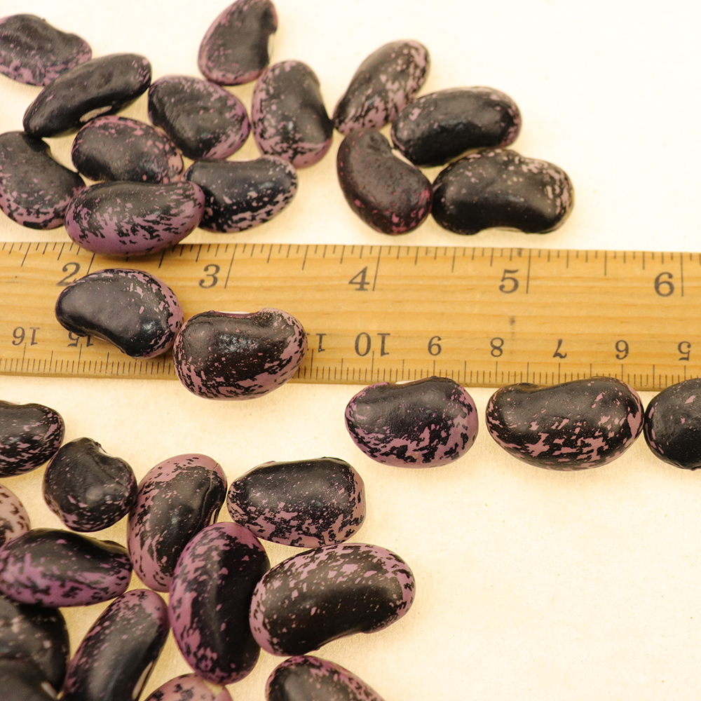 Nihewan Large Black Speckled Kidney Beans