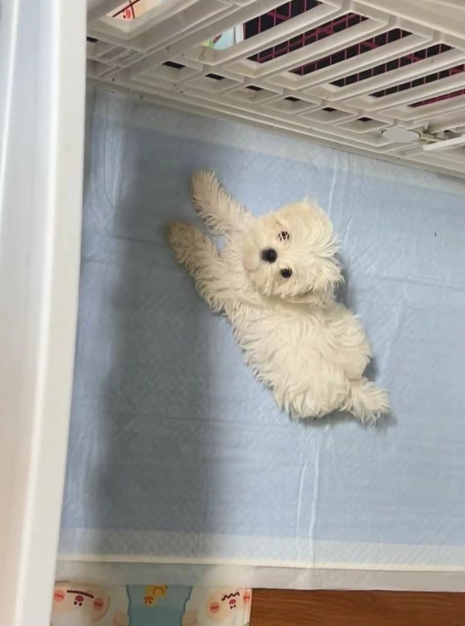 Pet Thickened Potty Pads