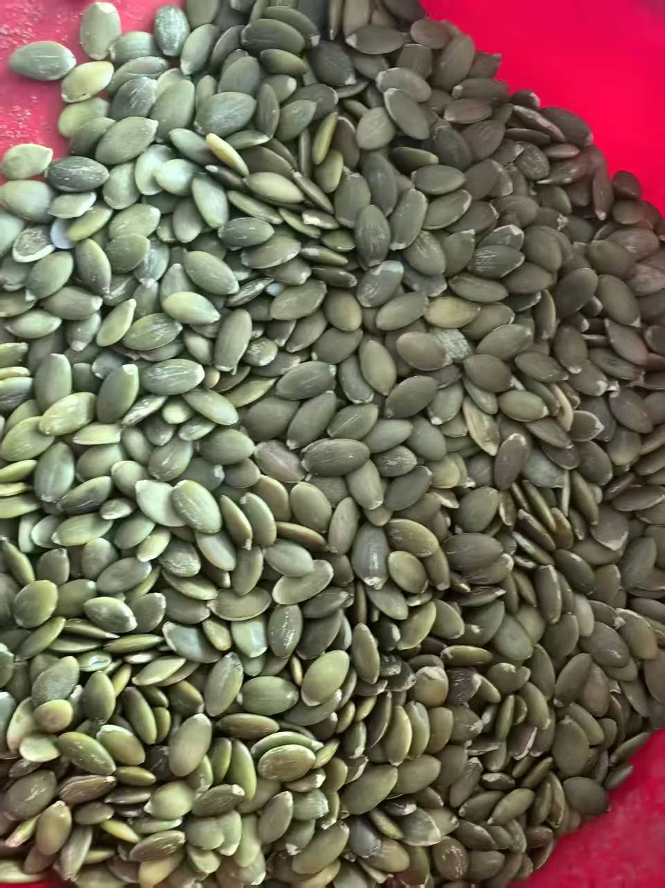 PUMPkin kernel/Inner Mongolia Origin