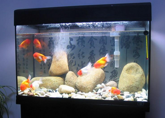 fish tank