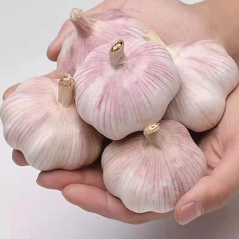 Garlic