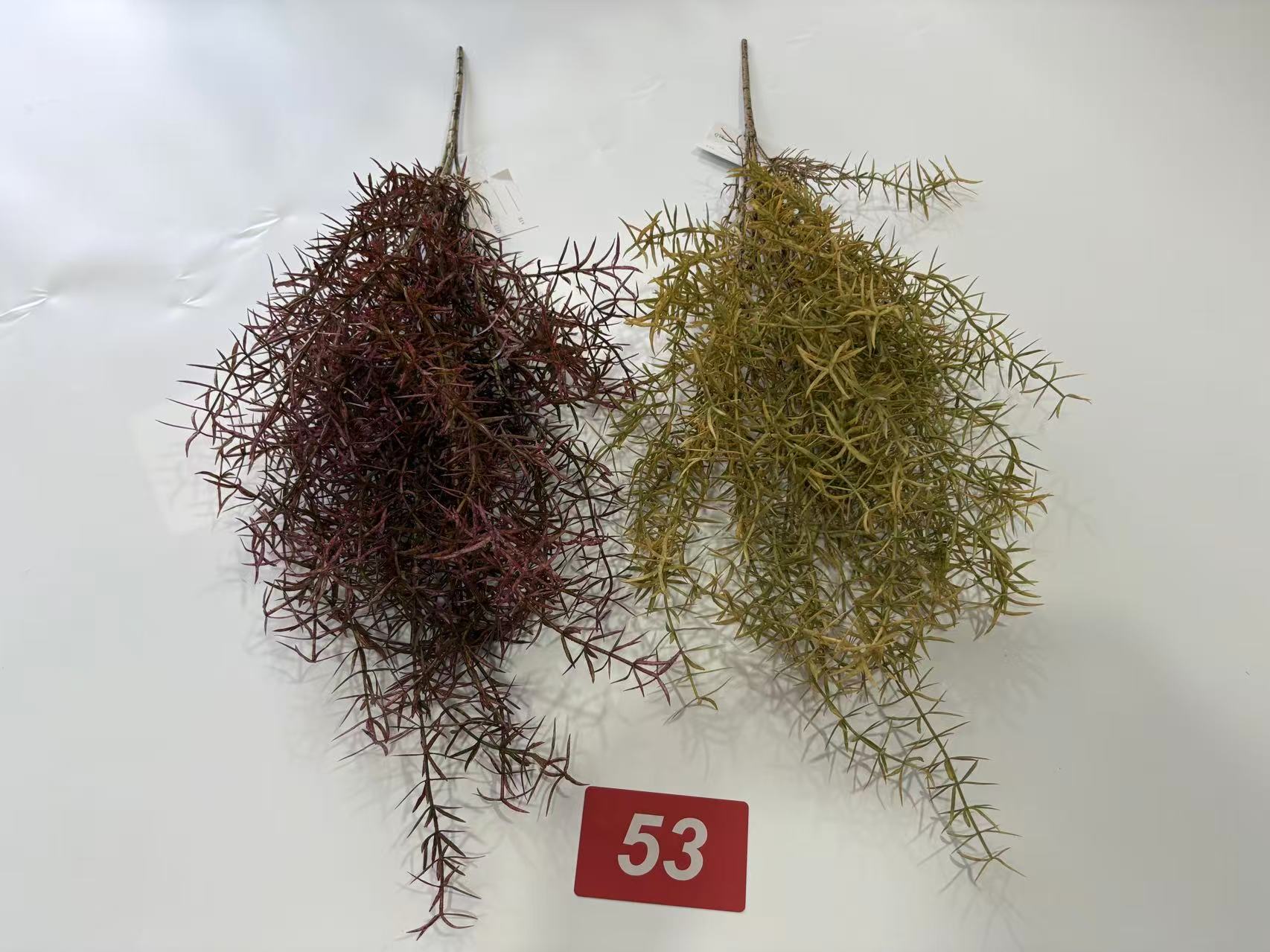 Chinese alpine rush