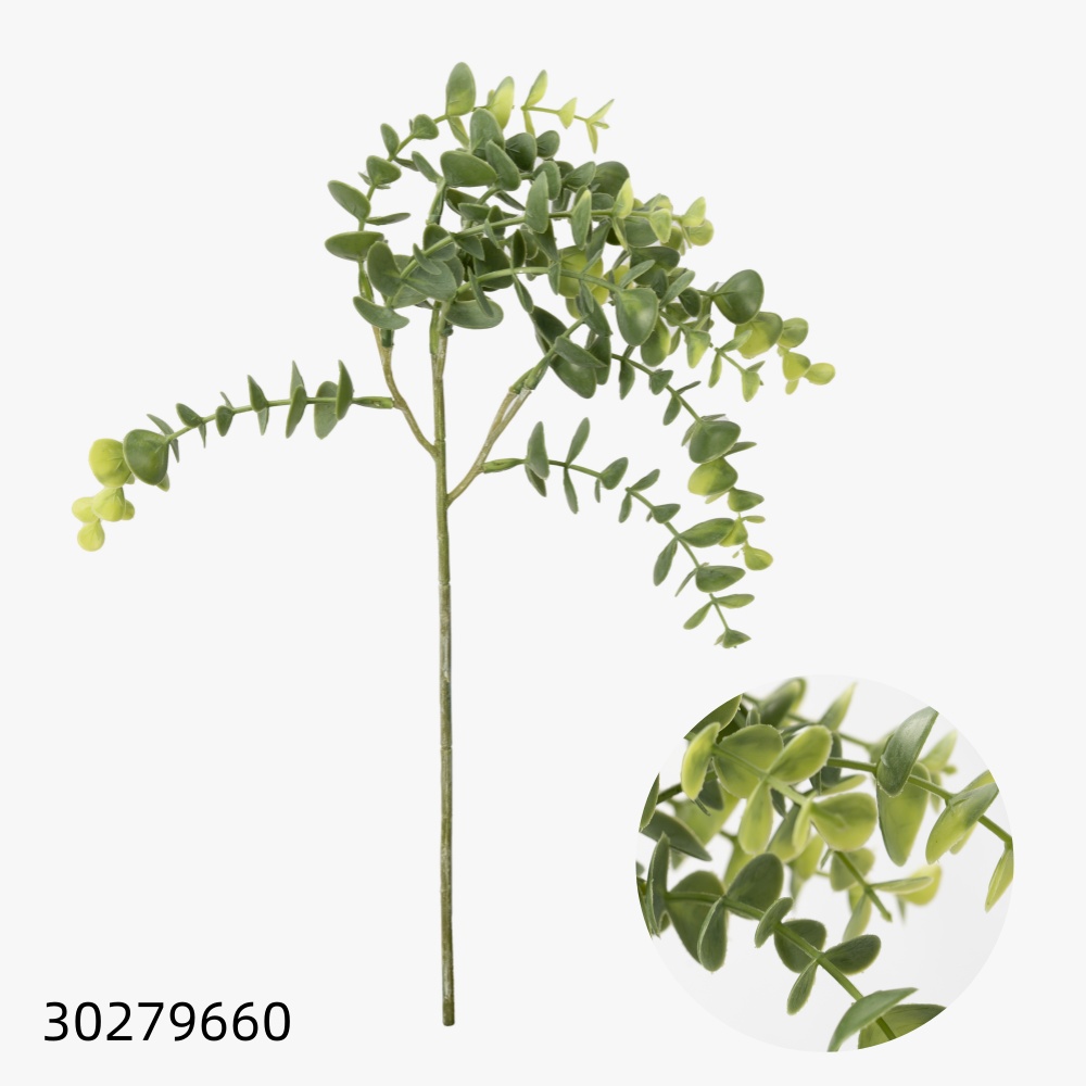 Single Stem Eucalyptus