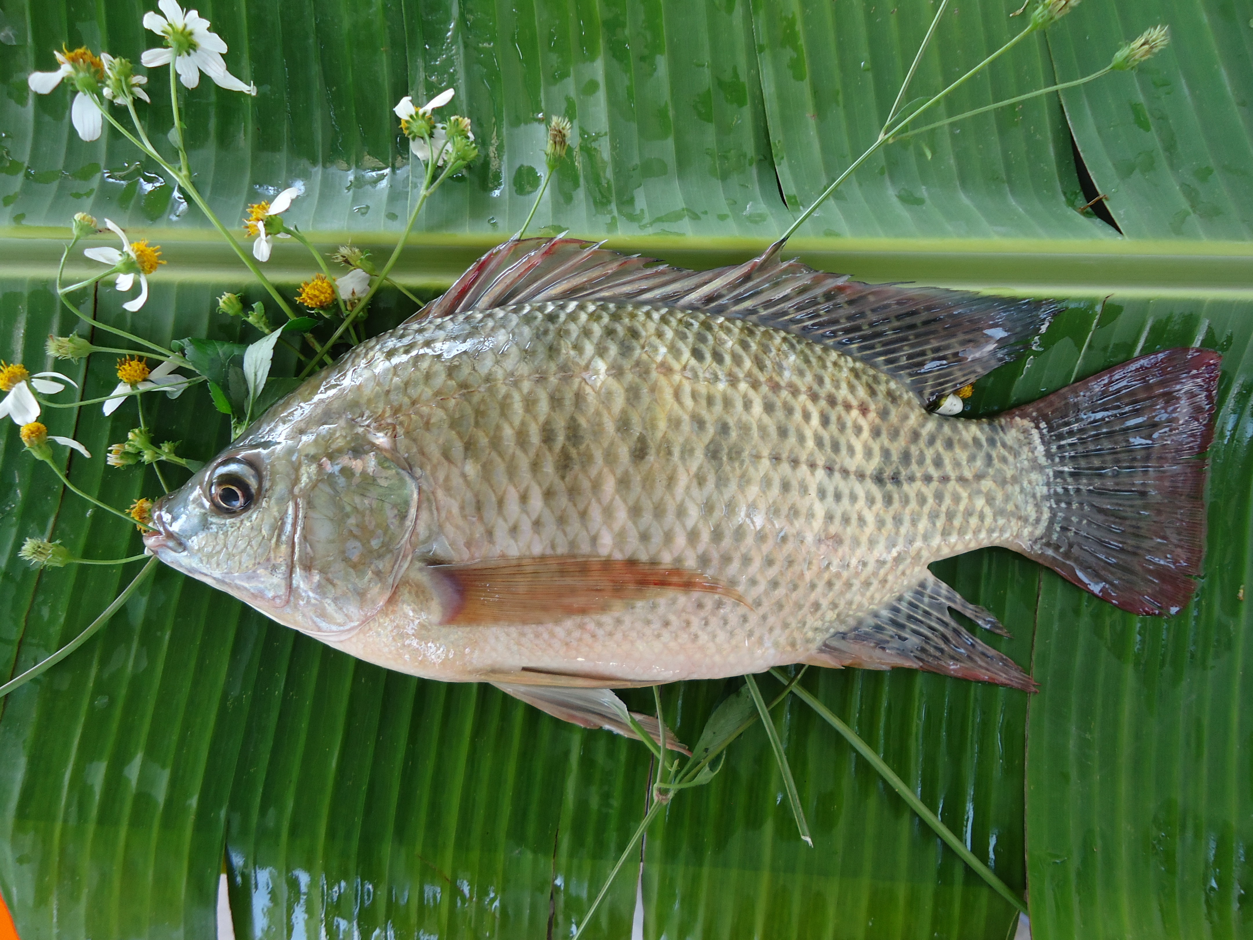 Whole Round Tilapia
