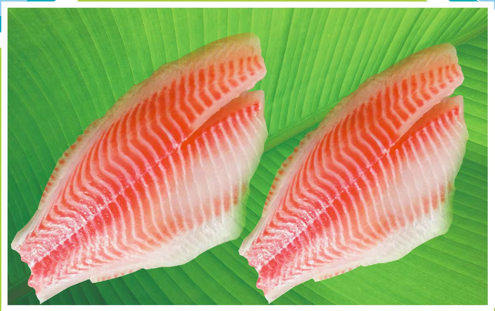 Tilapia Fillet
