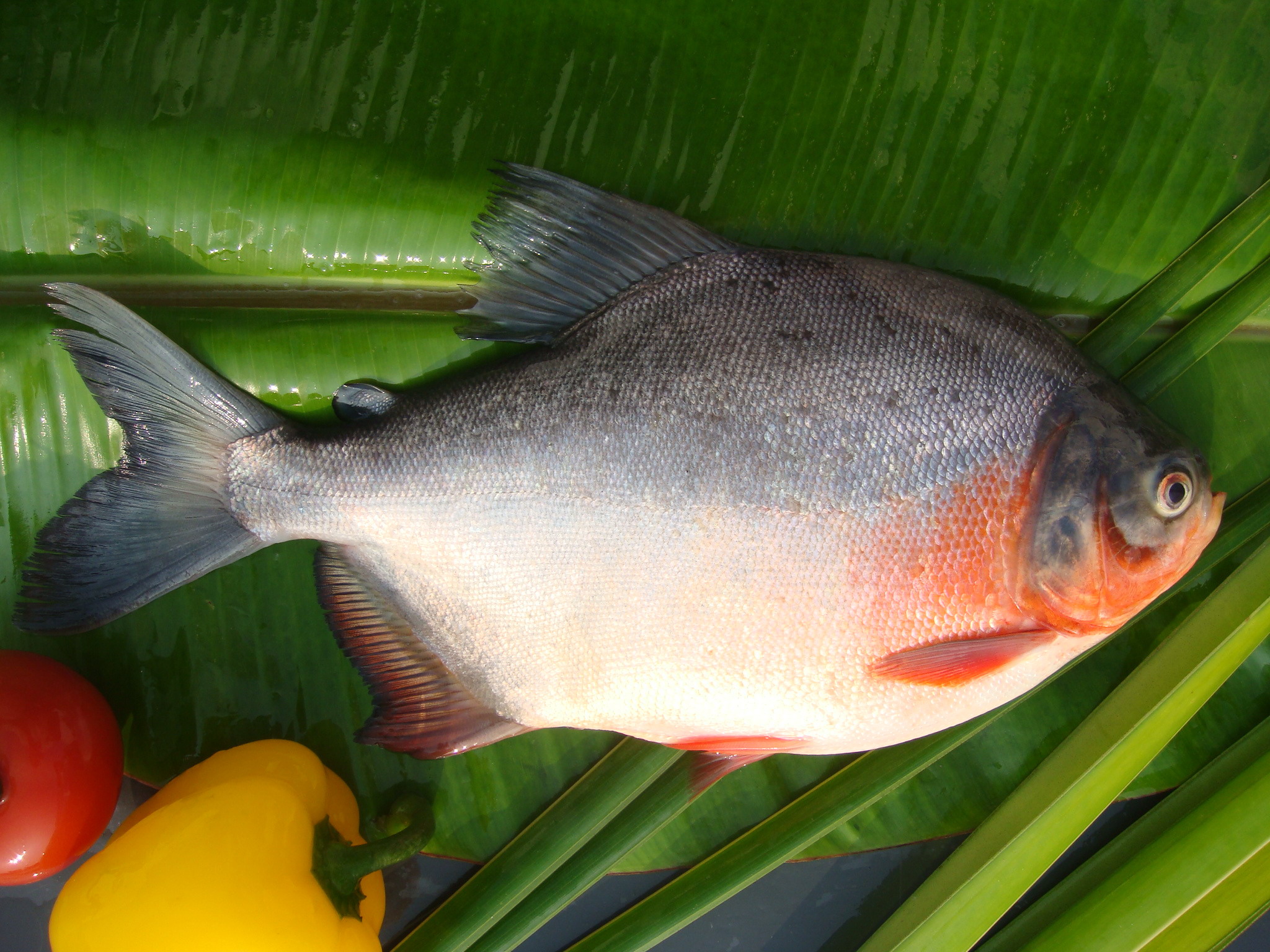 Red Pomfret