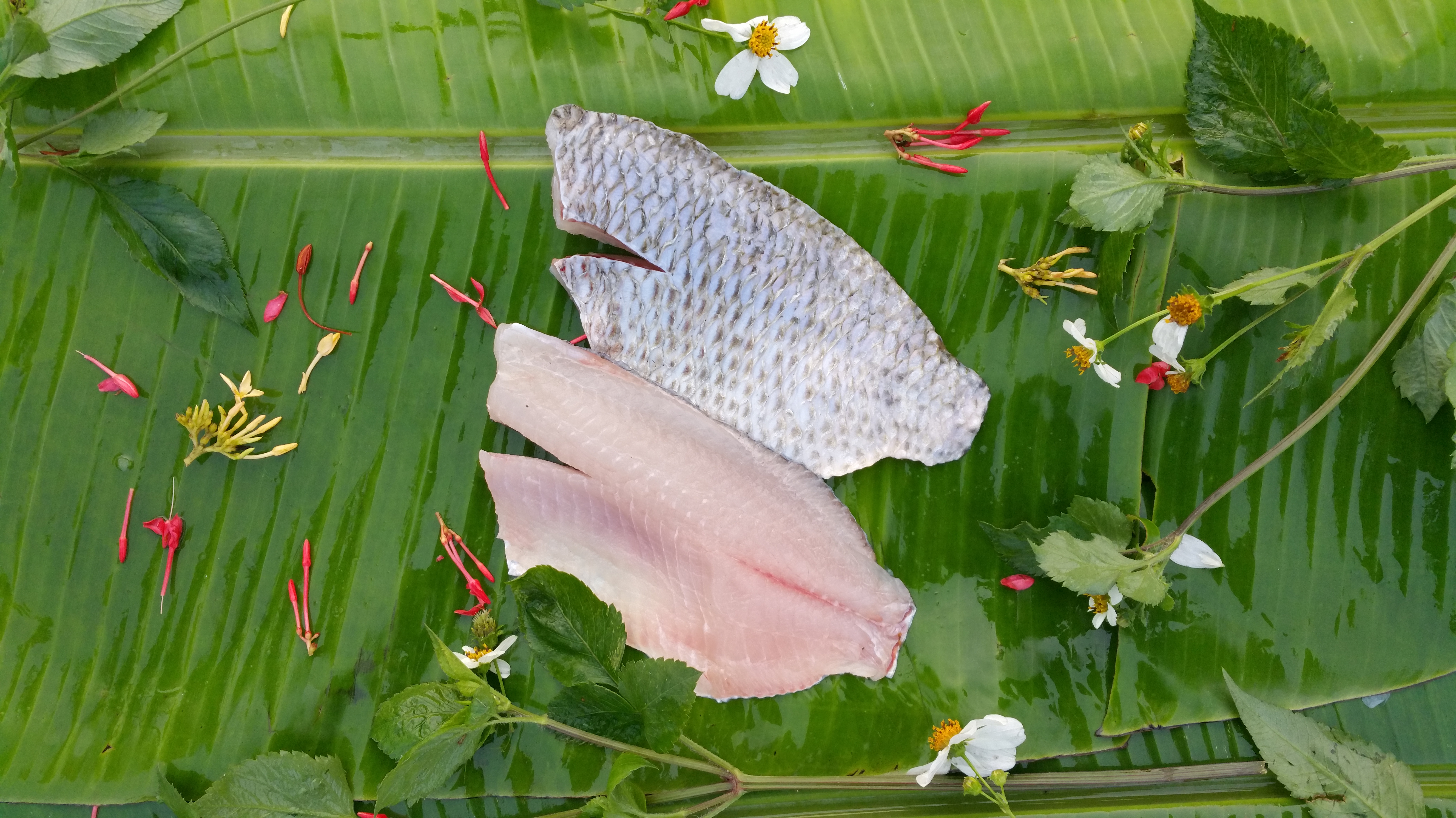 Skin On Tilapia Fillet