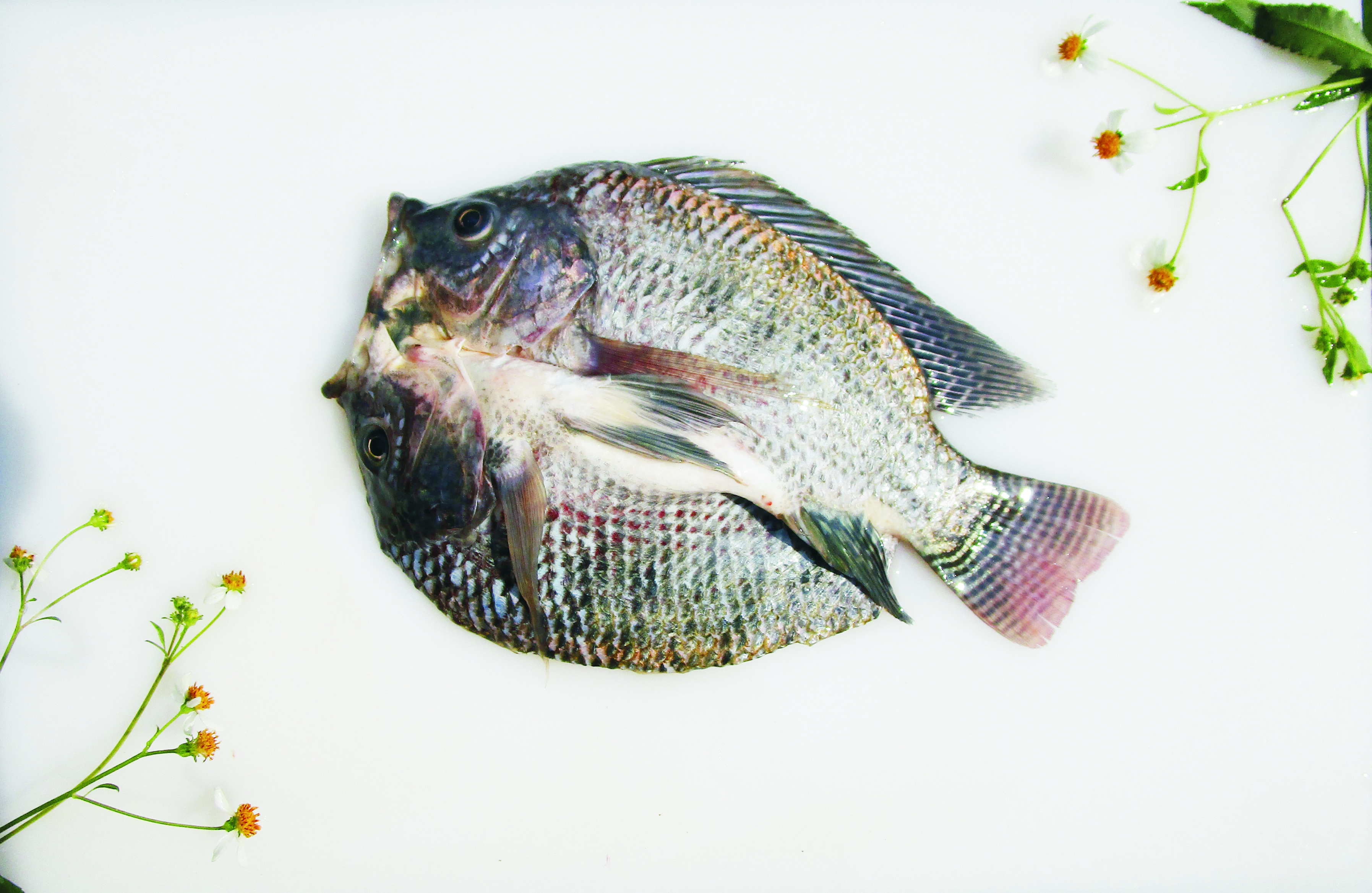 Tilapia Butterfly