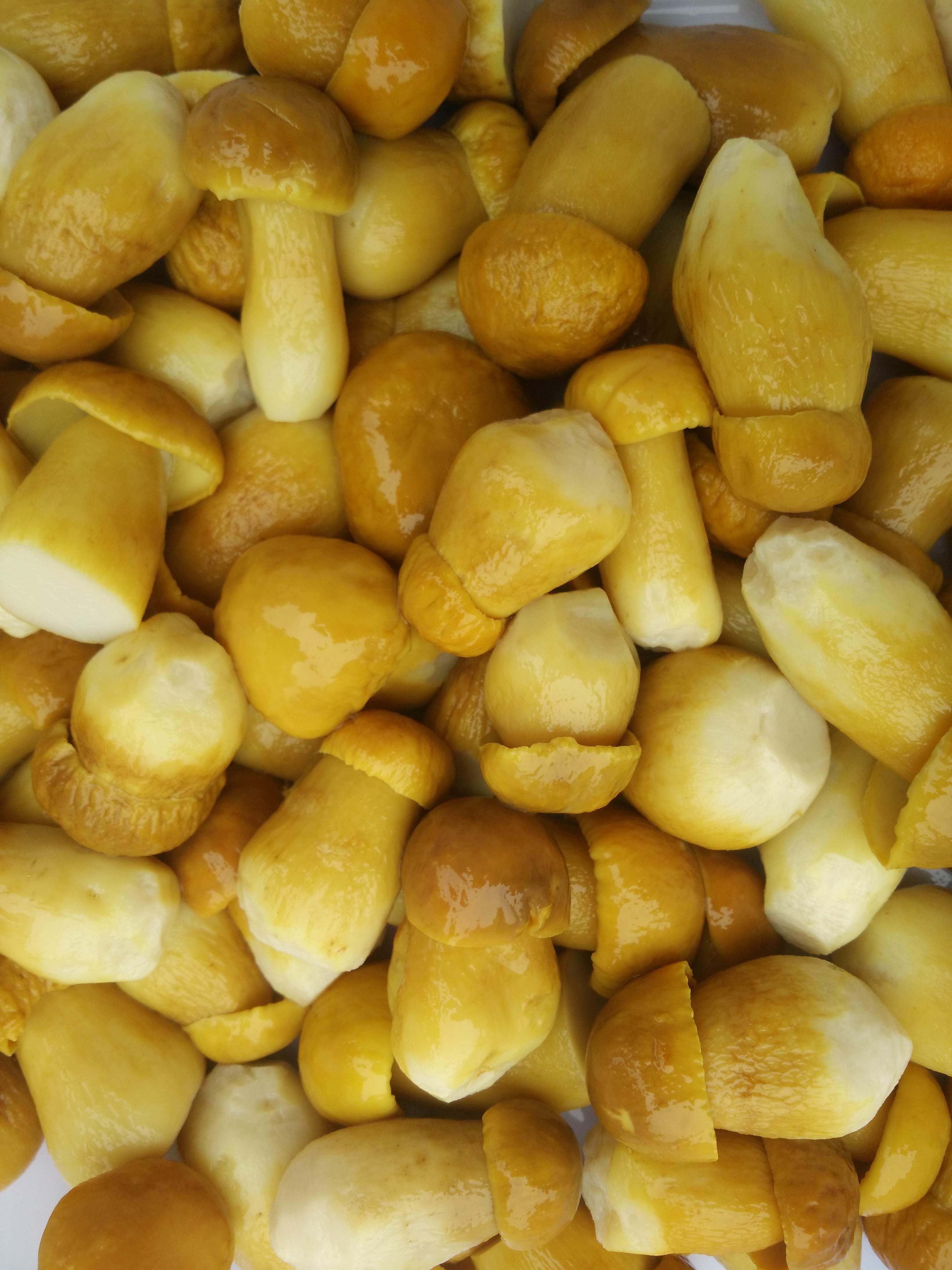 Boletus Mushroom