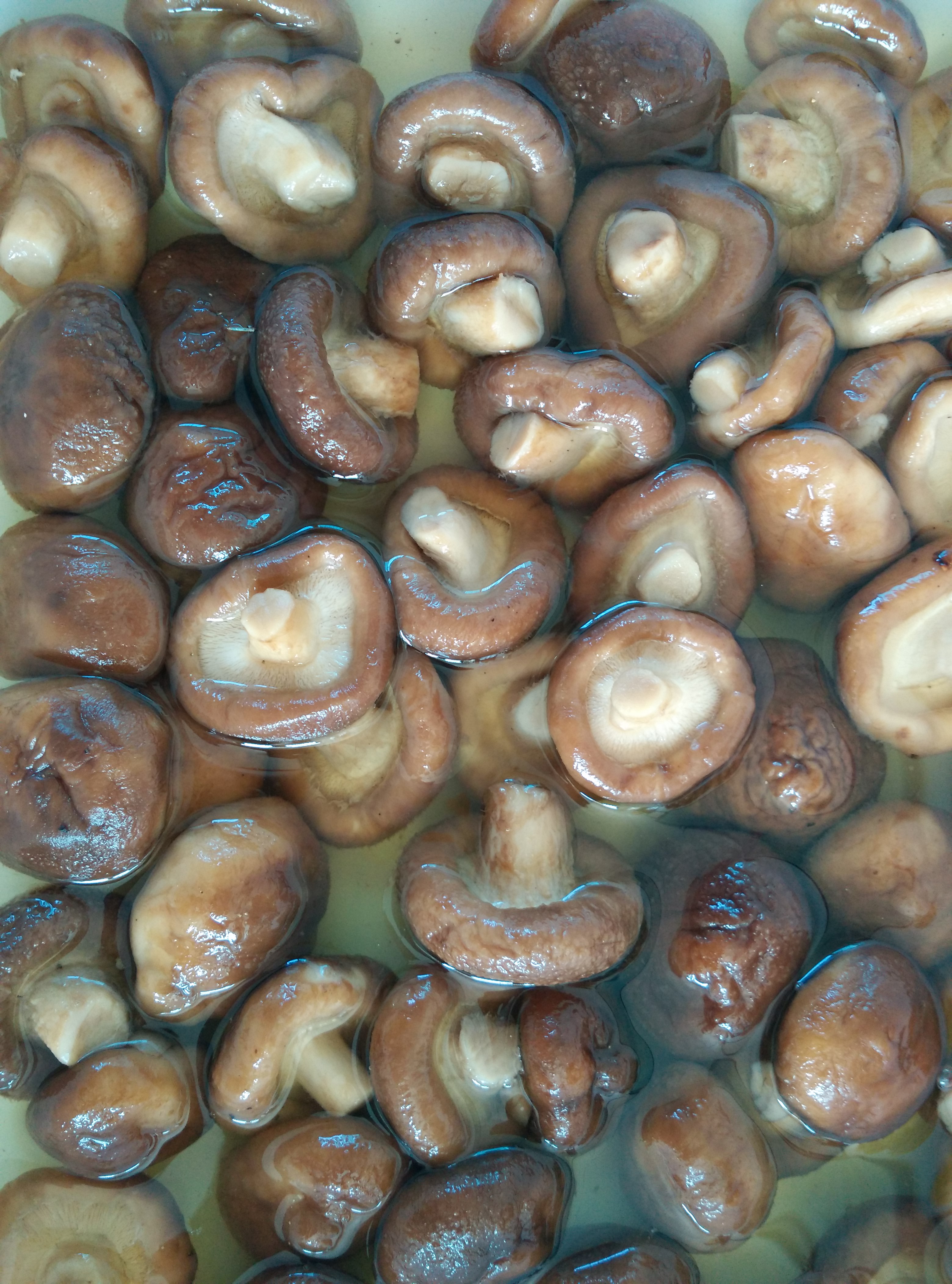 Shiitake Mushiroom