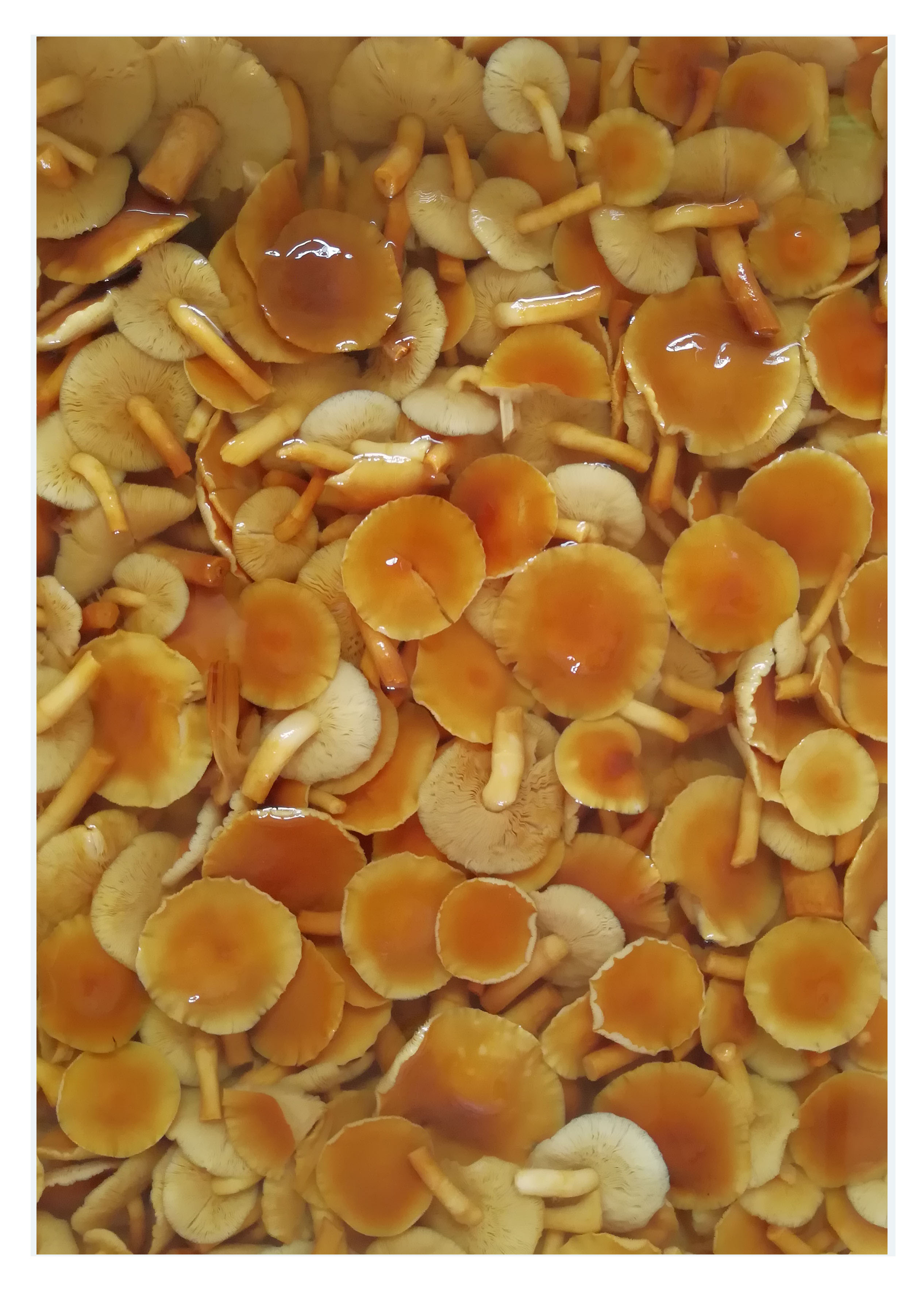 Nameko Mushroom