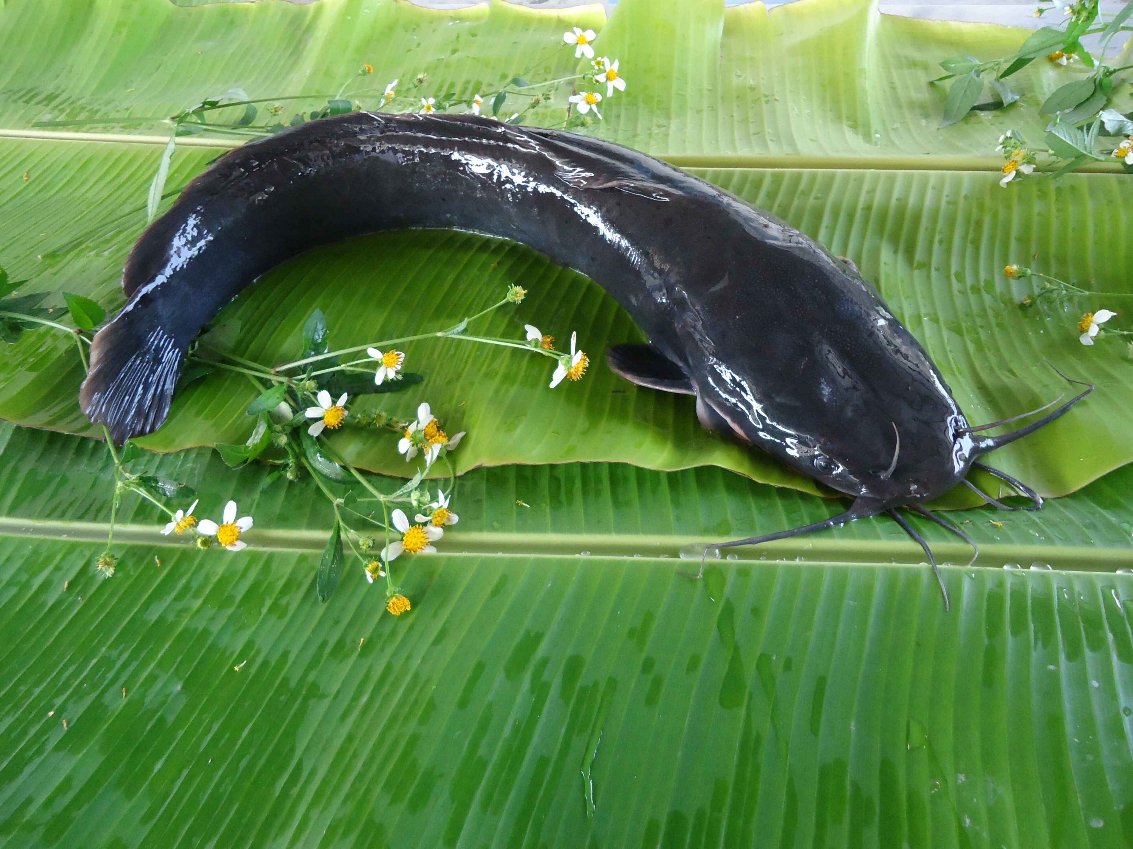 Catfish