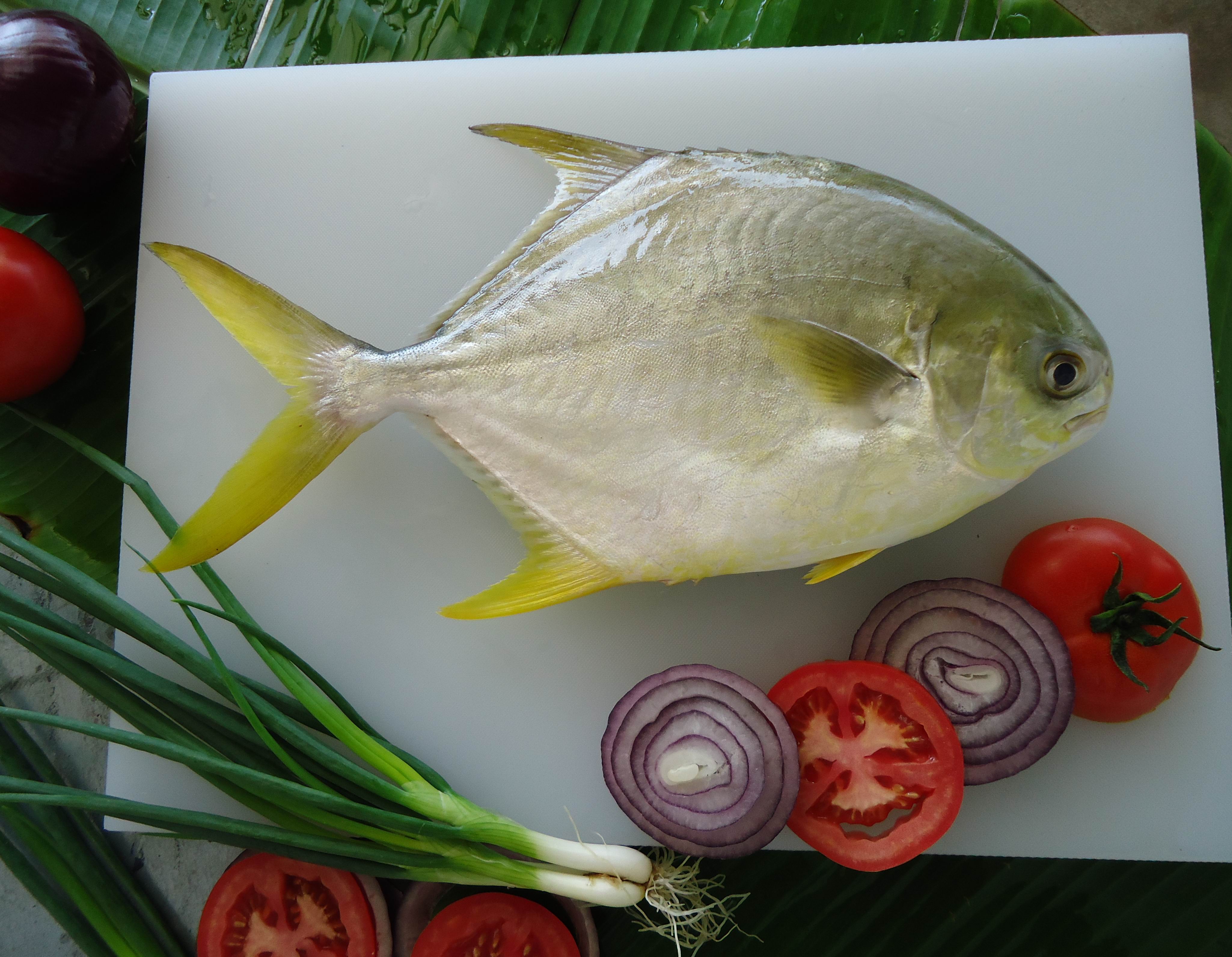 Golden Pomfret