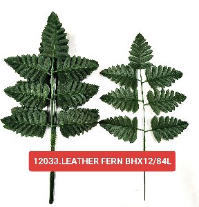 Leather Fern Bhx12