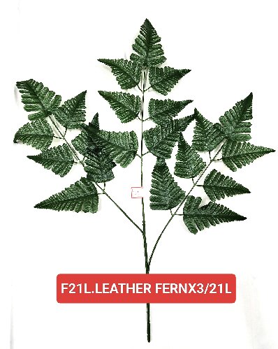 Leather Fern