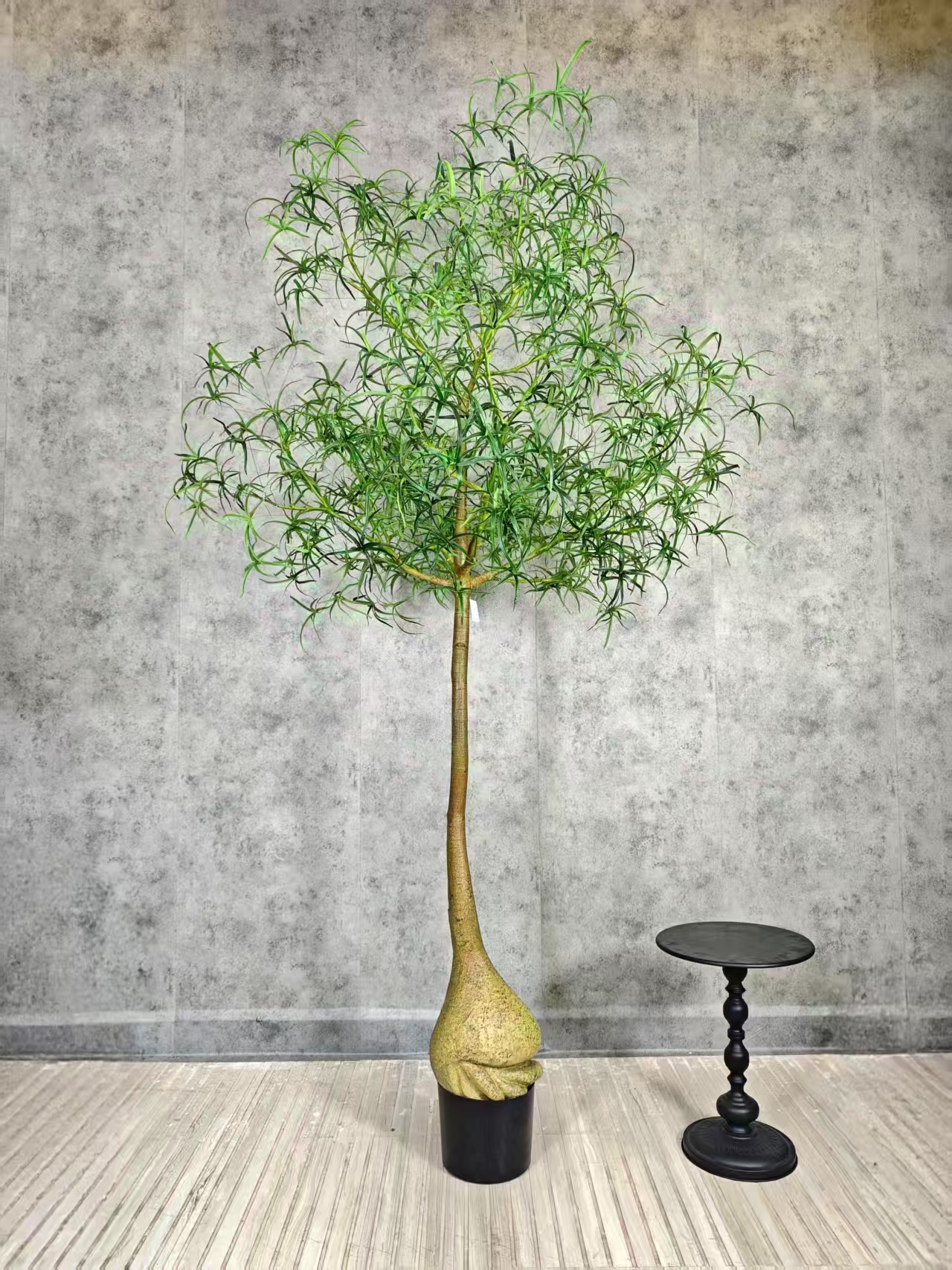 Queensland tree