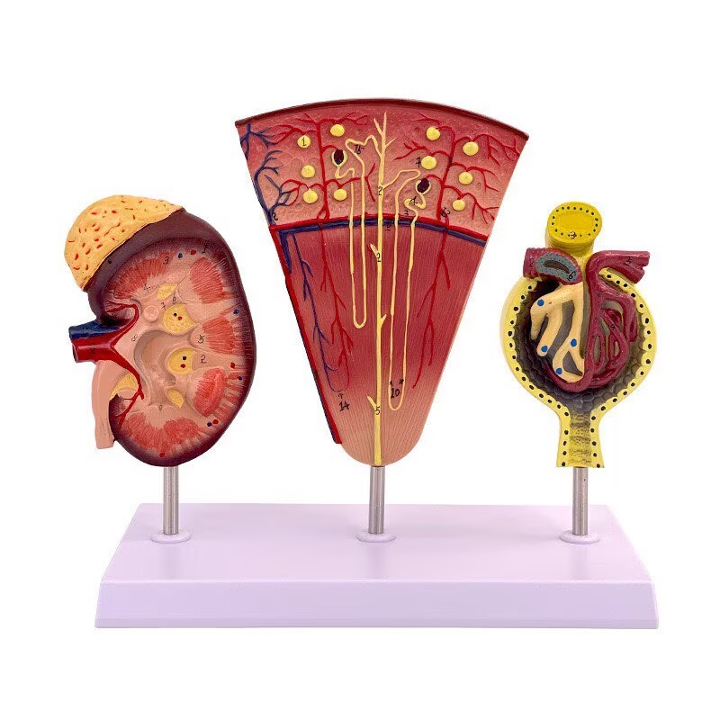 Kidney Model, Human Kidney Nephron and Glomerulus Model.Kidney to understand Anatomy model