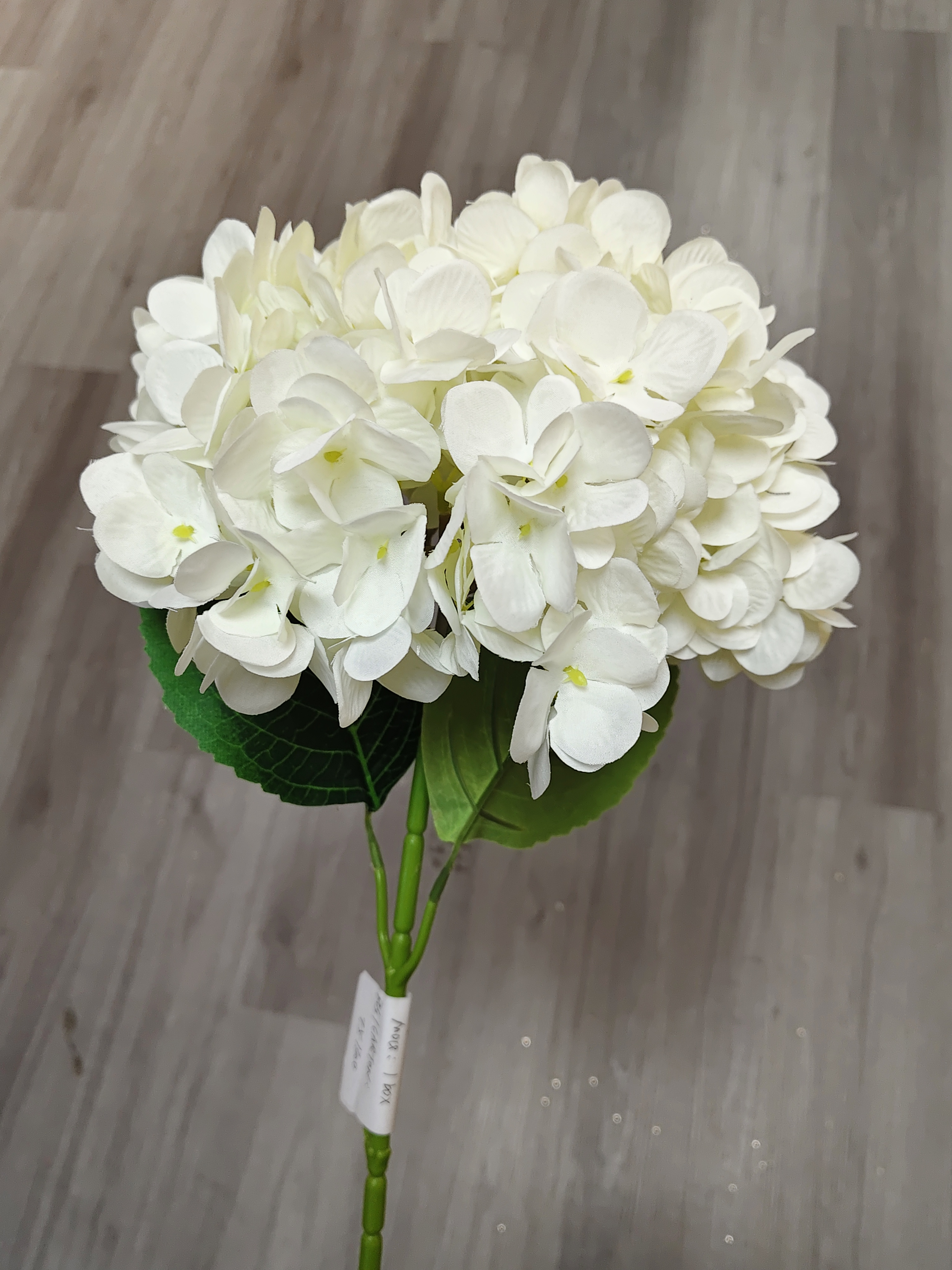 Big single French hydrangea