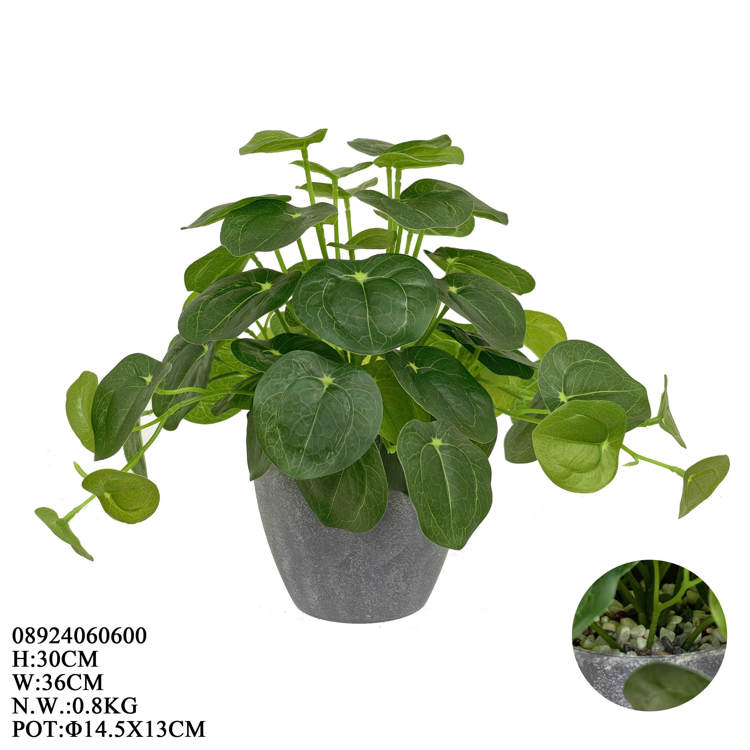 Pilea peperomioides in Plastic Pot