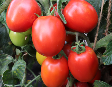 Tomato