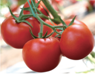 tomato
