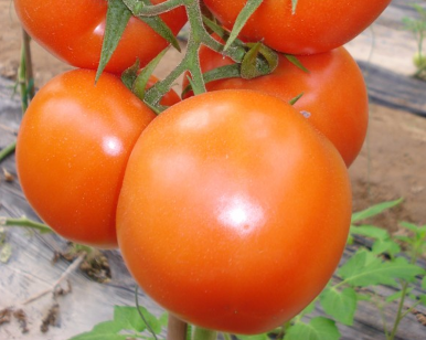 Tomato
