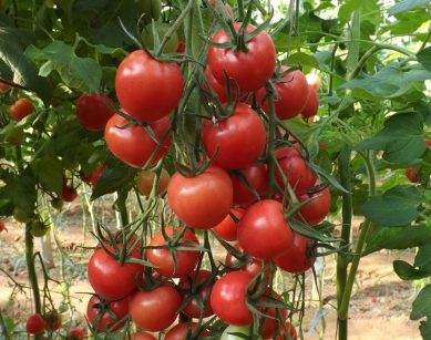 tomato