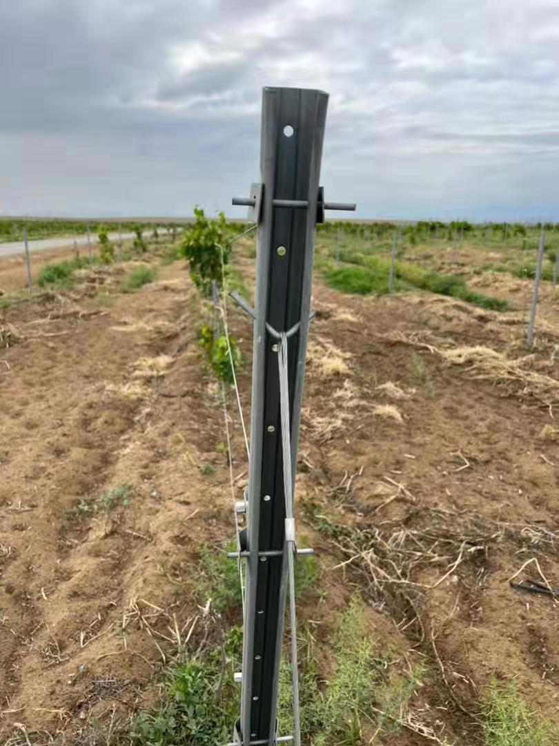 Rongyou Fence Postvineyard Post