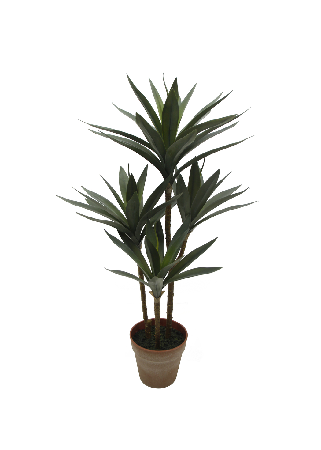potted plant