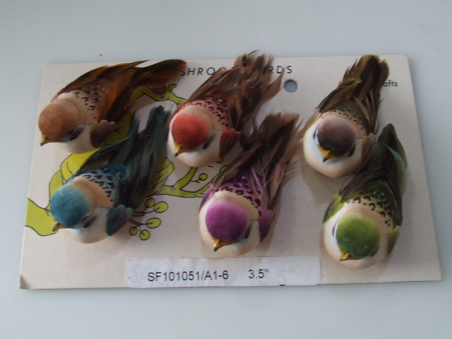 feather bird
