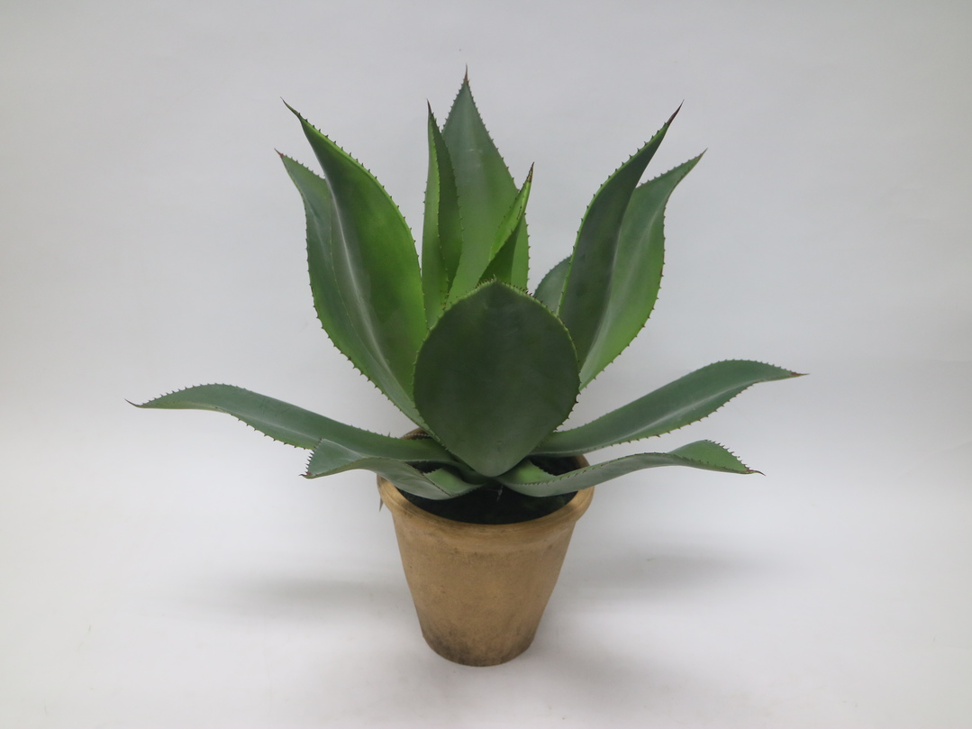 potted Agave