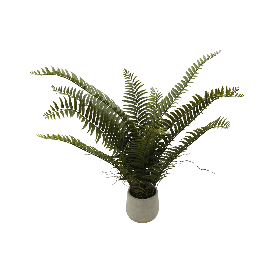 Potted Fern