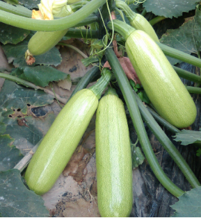 squash