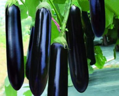 Eggplant