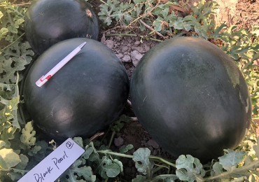 watermelon