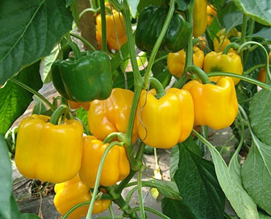 sweet pepper