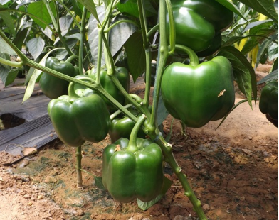 sweet pepper