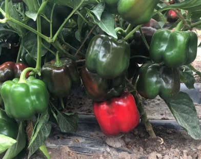 sweet pepper
