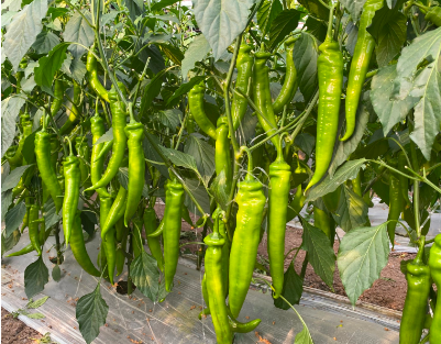 Hot pepper