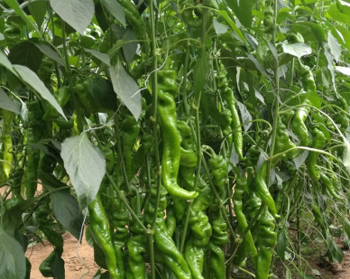 Hot pepper