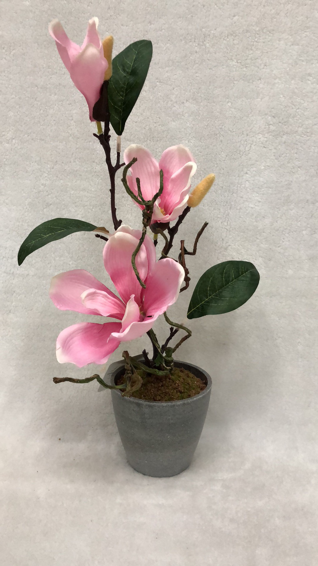 Potted Magnolia