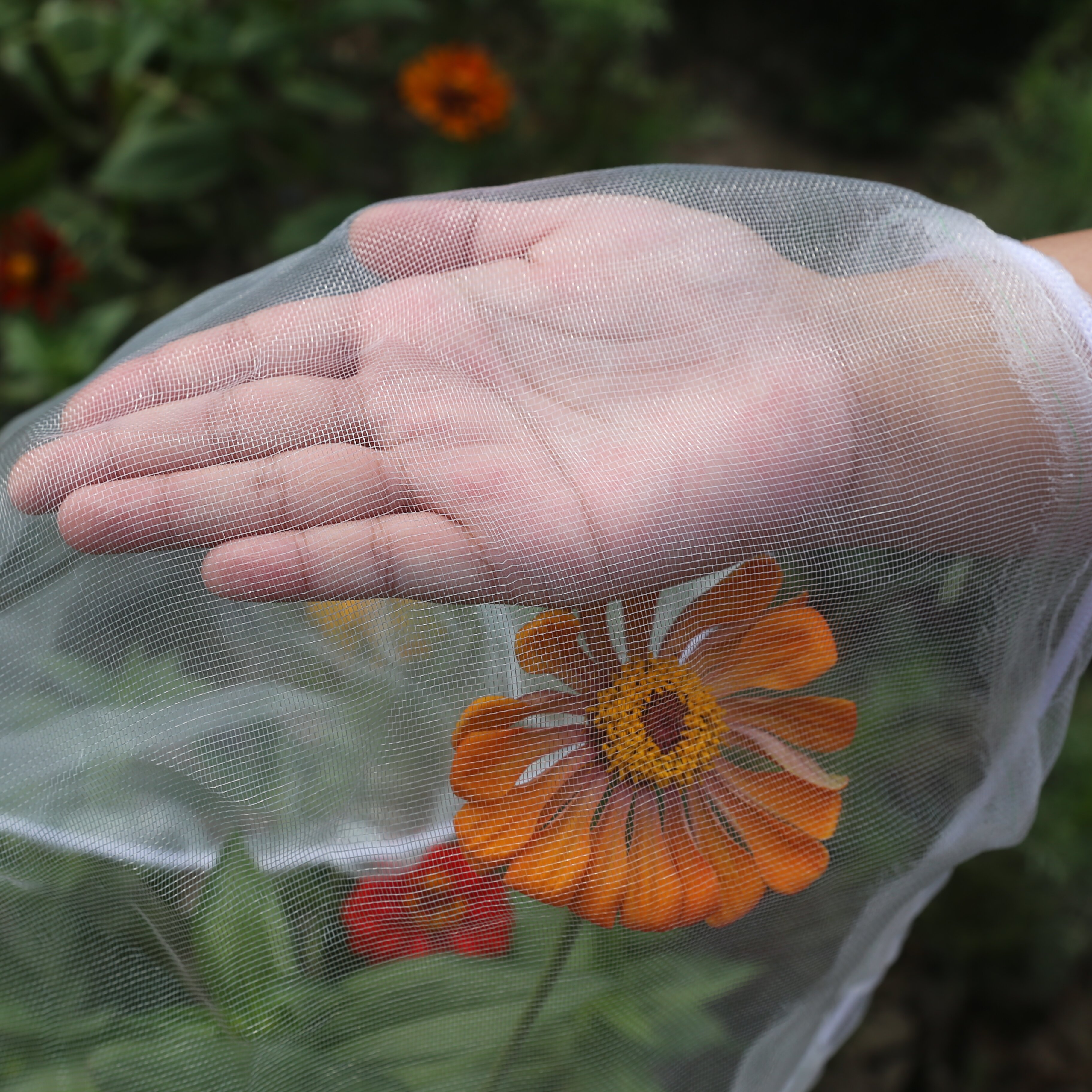 Insect Net