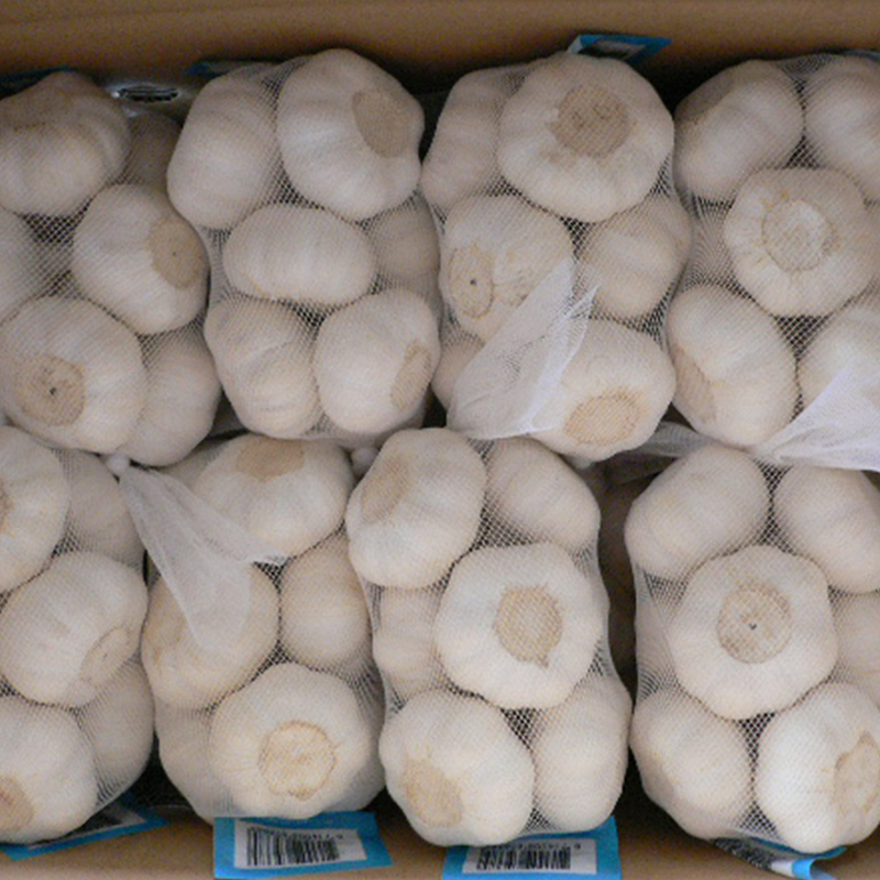 Garlic