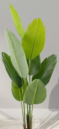 Green plant bonsai