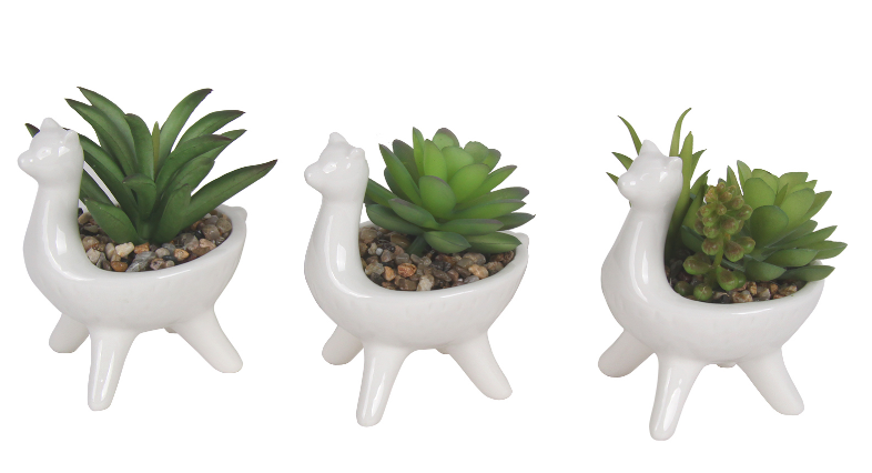 Succulent potted plant