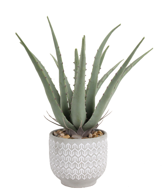 Succulent potted plant