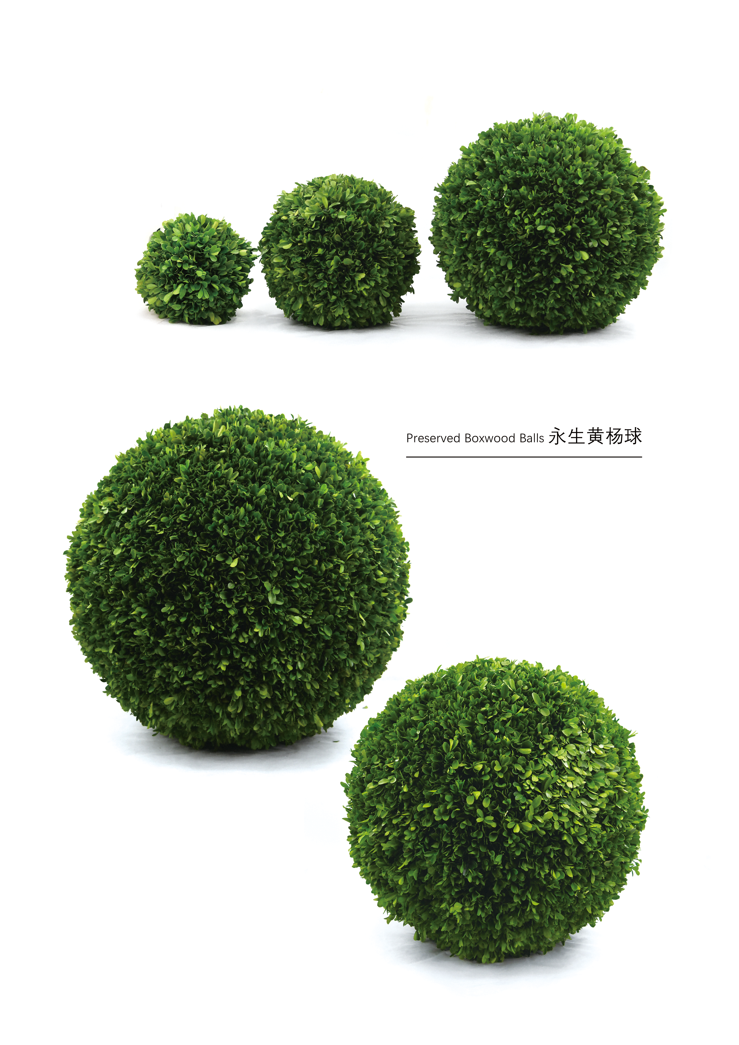 Preserved boxwood ball