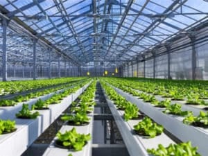 Portal Steel Structure Large-Scale Commercial Greenhouse Agricultural Building Steel Structure