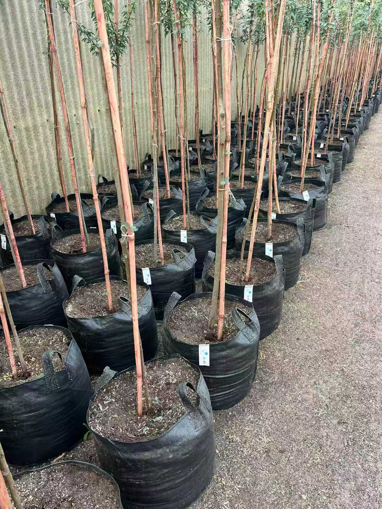 Heavy duty Permeable planter bag for palm tree