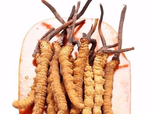 Cordyceps